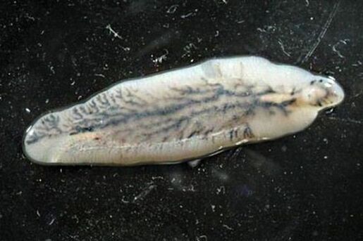 dorloat hepatic la om