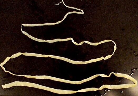 tenia lată din corpul uman