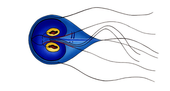 Giardia intestinală