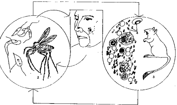 Leishmania este transmisă de țânțarii din genul Phlebotomus.