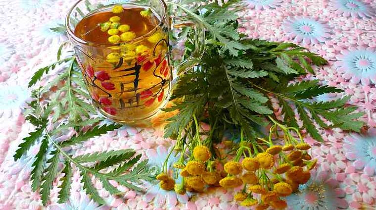 Infuzia de tansy va ajuta la eliminarea paraziților din organism